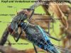 Körperbau: Kopf, Thorax Pronotum, Prothorax, Punktaugenkleinlibelle
