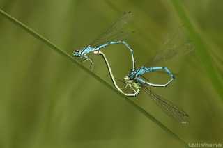 Coenagrion puella - tripple kopula - img_8423