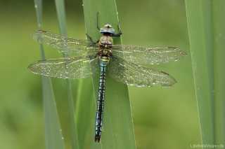 Anax imperator - male - Anisoptera