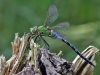 Anax imperator - male