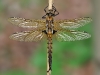 Epitheca bimaculata - Anisoptera