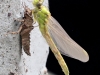 Ophiogomphus cecilia - female at a bridge pillar_IMG_2090