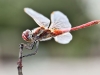 Sympetrum fonscolombii - male _IMG_3933