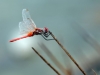 Sympetrum_fonscolombii - male / by: my wife, Sylvia Schulz