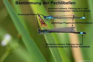 Ischnura elegans und Ischnura pumilio im Vergleich