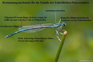 merkmale_federlibellen-platycnemidae