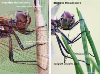 Sympetrum sanguineum und S. vulgatum im Vergleich