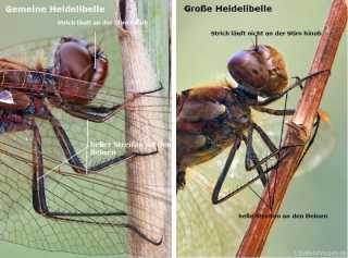 Sympetrum striolatum und S. vulgatum im Verglleich