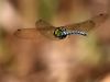 Aeshna cyanea - flying male - img 2281_1
