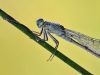 Ischnura elegans - female detail