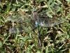 Anax parthenope - male IMG_8500