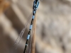 Coenagrion caerulescens - male IMG_8906