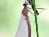 Calopteryx splendens - Metamorphose