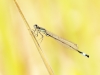 Ischnura elegans - teneral male_IMG_0444