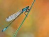 Ischnura elegans-male img_132