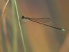 Nehalennia speciosa - male - 20mm small damselfly