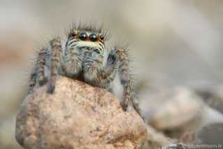 Philaeus chrysops - female_img_3060