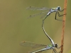 Lestes sponsa - Tandem - female androchrom