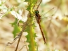 Aeshna isoceles ssp. antehumeralis - male IMG_4768