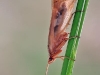 Limnephilus rhombicus - Trichoptera spec._img_1973_