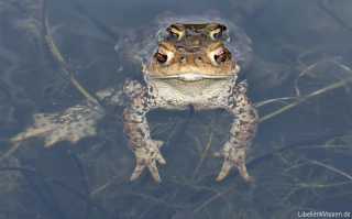 Bufo bufo