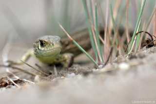 Lacerta agilis