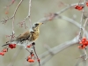 Turdus_pilaris_Drossel_IMG_4370