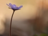 Anemone hepatica_img_5450