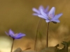 anemone-hepatica_img_5459