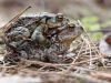 Bufo bufo Pärchen auf dem Weg zum Laichgewässer