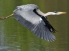 Ardea cinerea