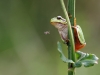 Hyla arborea