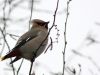 Bombycilla garrulus  (img2615_1)