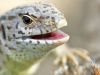 Lacerta agilis
