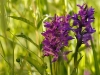 Dactylorhiza majalis - Orchidee_img_2592