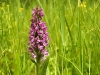 Dactylorhiza majalis - Orchidee_img_2629