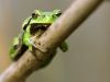 Hyla arborea - Laubfrosch_img_6346