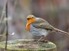 Erithacus rubecula