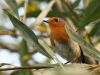 Erithacus rubecula