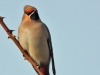 Bombycilla garrulus (img_2698)