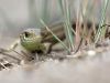 Lacerta agilis