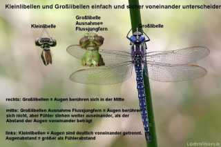 Augenabstand als Bestimmungsmerkmal: Grosslibellen-Kleinlibellen-Flussjungfer