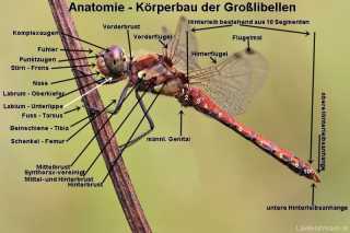 Ansioptera Graphik zur Anatomie der Libellen