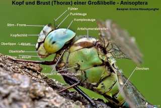Grosslibelle - Koerperbau ,Kopf und Thorax