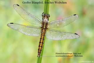 Orthetrum cancellatum - female libellen bestimmen, Geschlechtsmerkmal