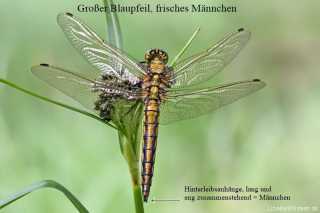 Geschlechtsbestimmung bei frischen Libellen - male - Orthetrum cancellatum