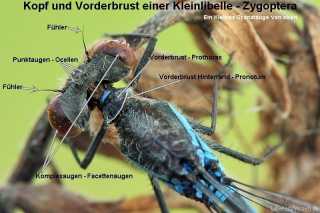Körperbau: Kopf, Thorax Pronotum, Prothorax, Punktaugenkleinlibelle