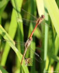 Wassermilbenlarve an Sympetrum meridionale / by H-J Roland, Bingenheimer Ried