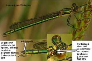Lestes dryas - female characteristics / by Bernd_Cegielka