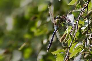 Anax imperator vs Sympetrum